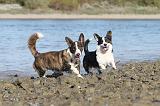 CORGI CARDIGAN 163